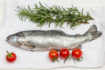 Raw fish trout with tomatoes and rosemary sprigs on white paper