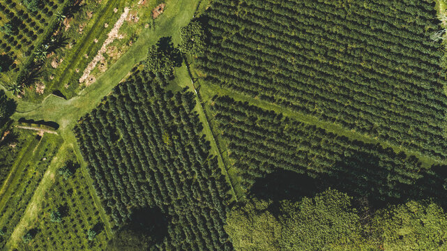 Costa Rican Coffee Field