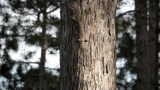 Two young squirrels chase each other around a tree.