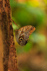 Giant Owl Butterfly (Caligo eurilochus). Captive. Victoria, British Columbia.