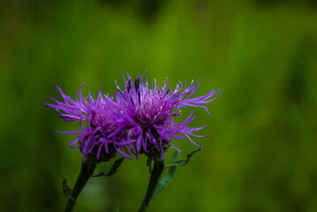 Beautiful wildflowers on a green meadow. Warm summer evening. Beautiful rural landscape with sunrise. Wild flowers blooming in the sunset Summer scene view