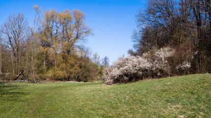 Wiese mit blühenden Bäumen und Sträuchern