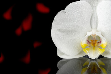 White orchid flower on a black background.