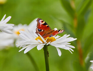 The butterfly sits on a camomile flower. while sucking honey from the flower princess.