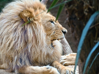 Close-up of a lying lion with bushy mane in right side view with telephoto lens.