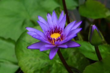 water lilies in a pond on a green background