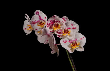 Fototapeta na wymiar orchids in water droplets isolated on black background