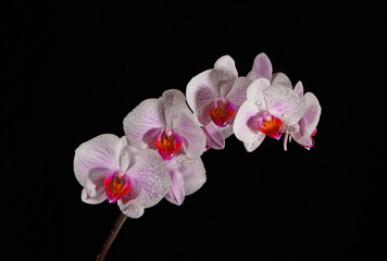 orchids in water droplets isolated on black background