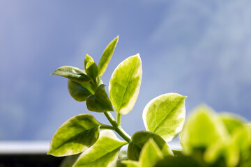 green leaves against blue sky
