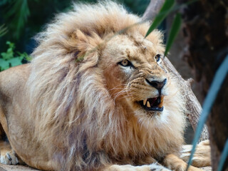 Close up with telephoto lens of a lying large lion with a bushy mane.