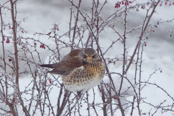 The fieldfare,Turdus pilaris in winter time