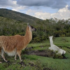 llama in the mountains