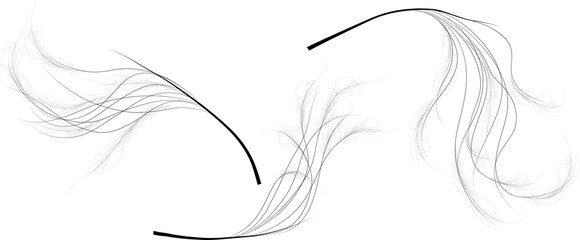 Stipa, feather grass, lessingiana mat grass, Bouquet element, decorative vector illustration set. Black on white silhouette isolated. Floral composition part. Feather texture - Powered by Adobe