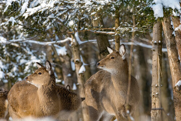 Young deer in the winter forest