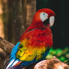 Fototapeta premium Scarlet Macaw