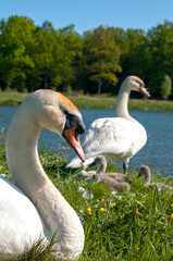 pair of swans with little swans