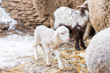 Naklejka premium Young lambs on a sheep farm. Many lambs in one room. Sheep of different colors