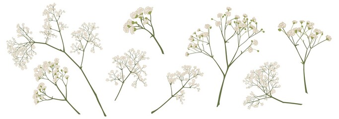 baby's breath flower, gypsophila hand drawn, isolated vector illustration set. coloured. Invitations, gift card, wedding, greetings, anniversary decorations. Bouquet element. Green, ivory, beige  - obrazy, fototapety, plakaty