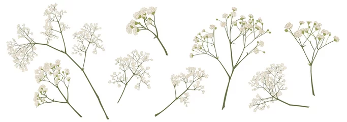 baby's breath flower, gypsophila hand drawn, isolated vector illustration set. coloured. Invitations, gift card, wedding, greetings, anniversary decorations. Bouquet element. Green, ivory, beige  © Daria Vasilieva