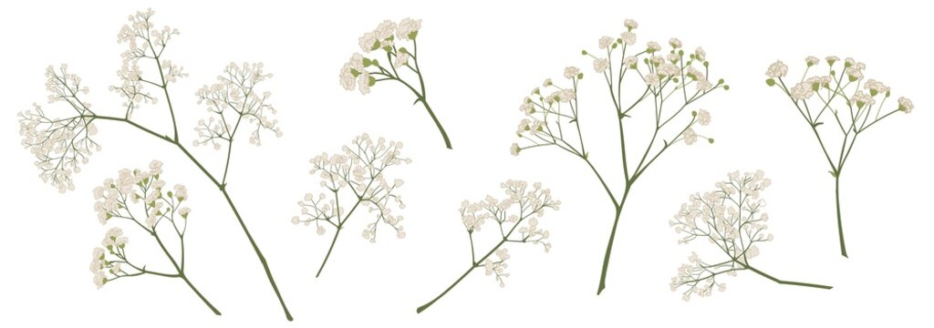 baby's breath flower, gypsophila hand drawn, isolated vector illustration set. coloured. Invitations, gift card, wedding, greetings, anniversary decorations. Bouquet element. Green, ivory, beige 