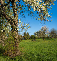 Blick auf eine Streuonbstwiese