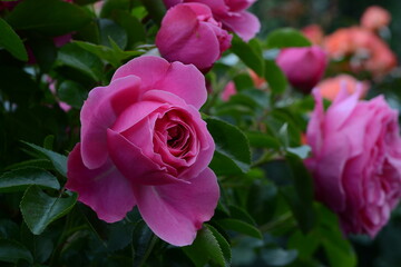 Blumen 1331