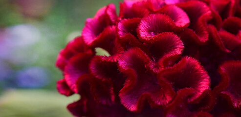 Celosia comb close-up