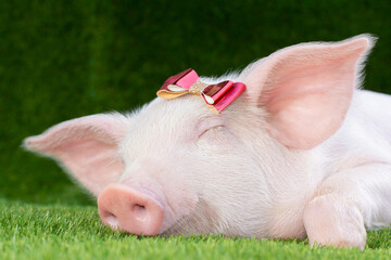 Piglet lies on green grass with a bow