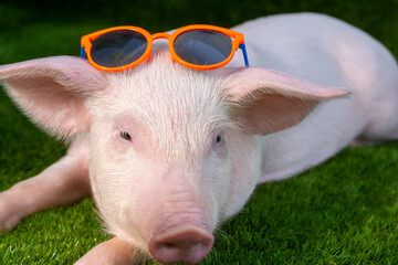 Piglet in sunglasses on green grass