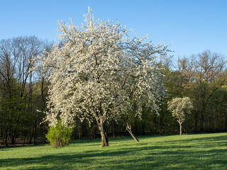 Bl&uuml;hender Obstbaum auf einer Streuobstwiese