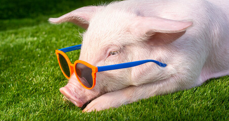 Piglet in sunglasses on green grass