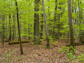 Wald mit Blick zwischen Baumst&auml;mmen
