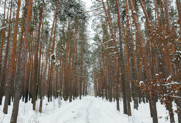 Fototapeta premium Winter forest with tall pines covered with snow