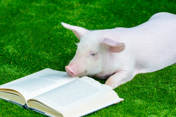 A pig reads a book on the grass