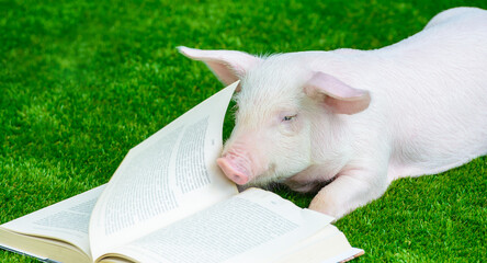 A pig reads a book on the grass