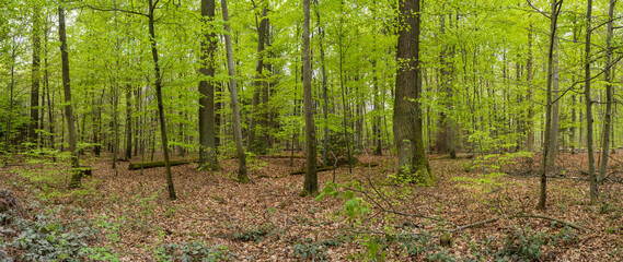 Wald mit Blick zwischen Baumstämmen als Panorama