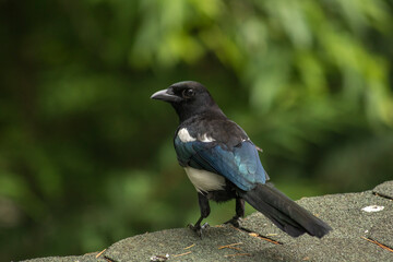 The Eurasian Magpie or Common Magpie or Pica Pica with green background