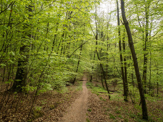 Waldweg