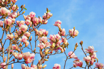 Spring flowers. Branches of magnolia tree ( Magnolia soulangeana ) in bloom against sky on sunny day. Copy space