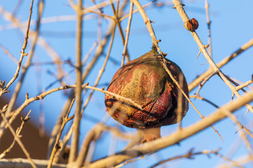 The last withered pomegranate
