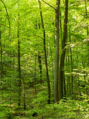 Wald mit Blick zwischen Baumst&auml;mmen