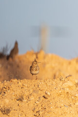 Small beautiful lark