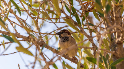 Young male sparrow looks to the right side on a tree