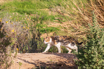 A tricolor spotted cat emerges from a bush