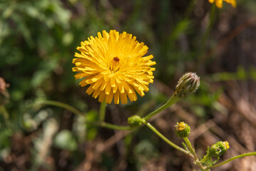 First beautiful yellow dandelion flower