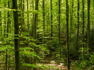 Wald mit Blick zwischen Baumstämmen