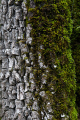 Obraz premium Green moss on the bark of a tree. Texture of green moss. Small plants on a tree 