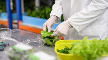 Worker with gloves working on aquaponic farm, sustainable business and coronavirus.