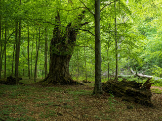 Alter Baumstamm im sommerlichen Wald
