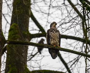 Closeup of juvenile Bald Eagle perched on tree branch in February